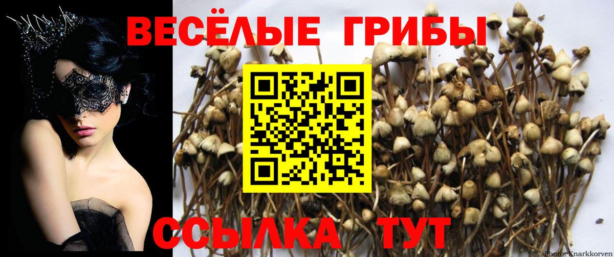 Славянск-на-Кубани  Псилоцибиновые грибы Magic Shrooms  как найти   Галлюциногенные грибы Psilocybine cubensis  Вход с VPN 
